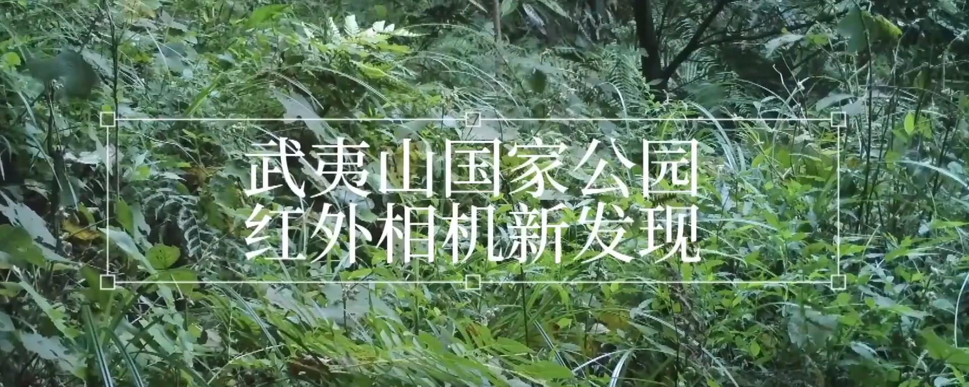 紅外相機(jī)在武夷山國(guó)家公園拍到眾多野生動(dòng)物