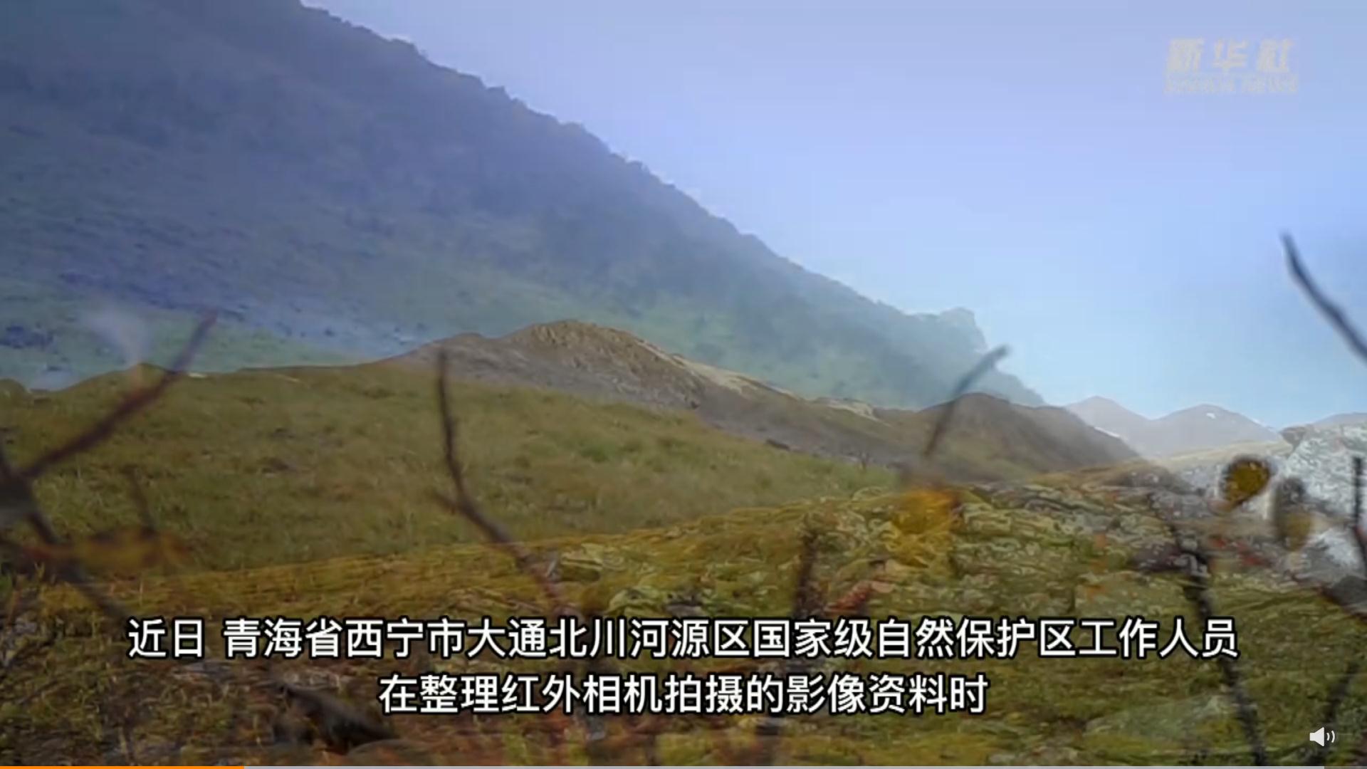 紅外相機(jī)拍到保護(hù)動(dòng)物活動(dòng)影像