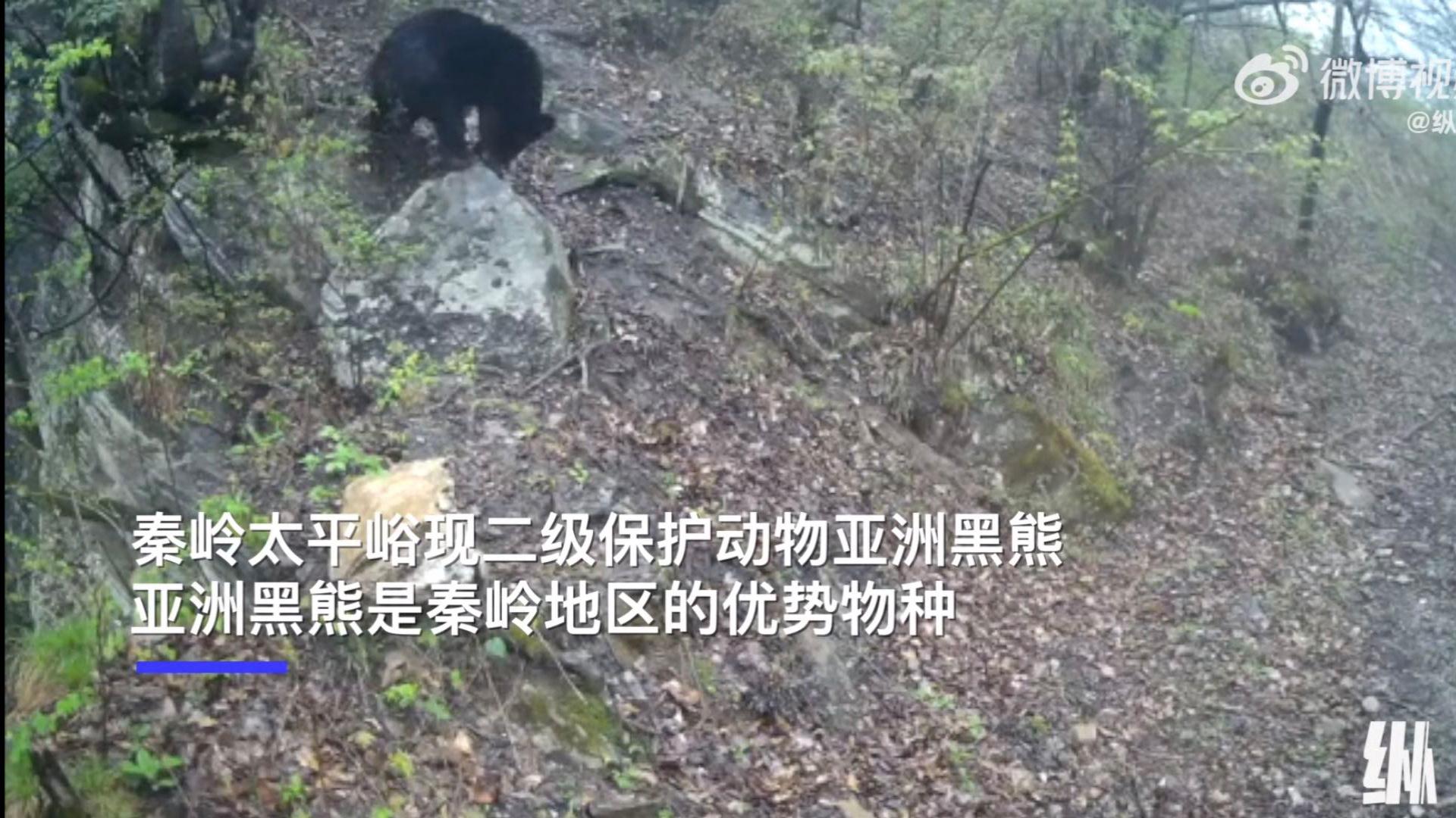秦嶺一紅外相機(jī)首次捕捉到亞洲黑熊 之前只有村民見(jiàn)到過(guò)